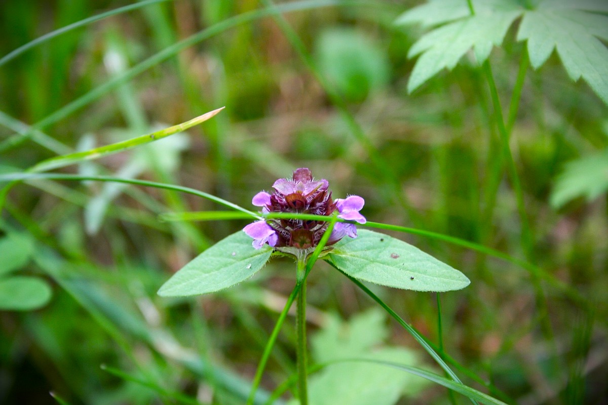 Die Braunelle im Naturgarten, Kräuterkunde und Brauchtum