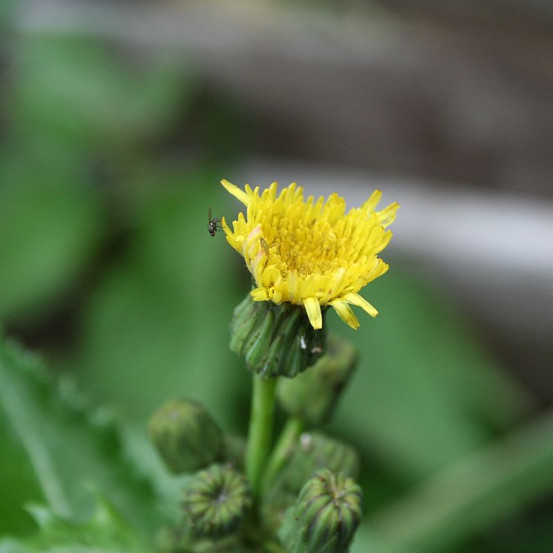Gänsedistelblüte