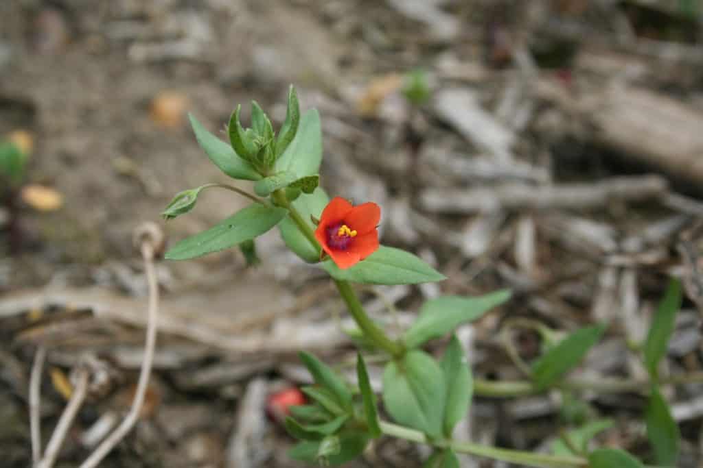 Ackergauchheil