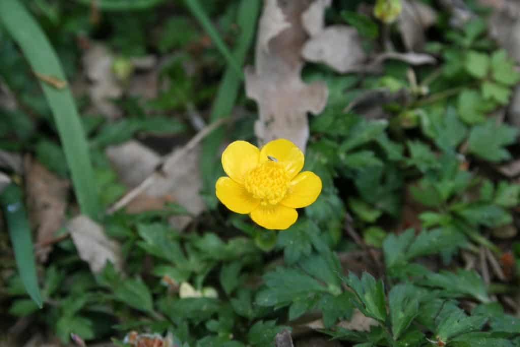 Hahnenfussblüte