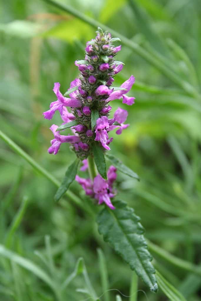 Heilziestblüte