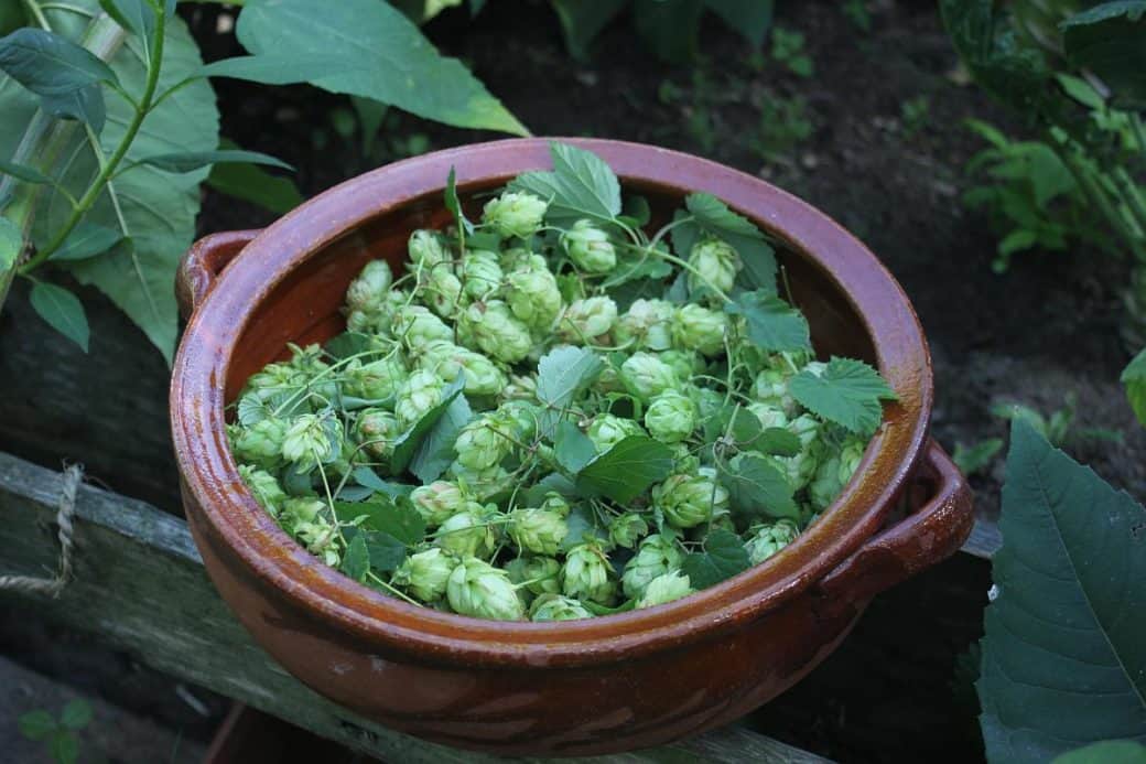 Hopfen