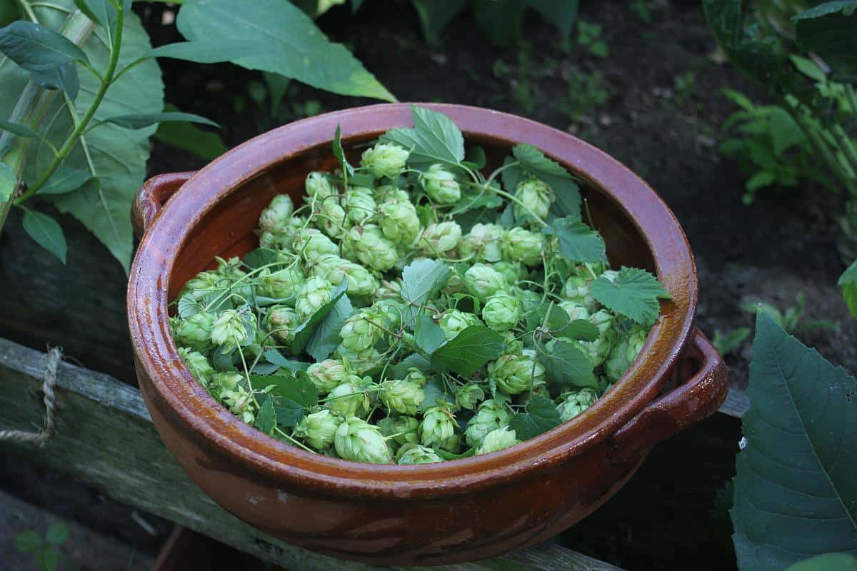 Pflanzen-Steckbrief: Der Hopfen
