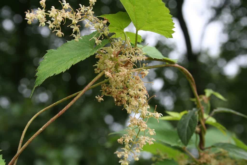 Männliche Hopfenblüten