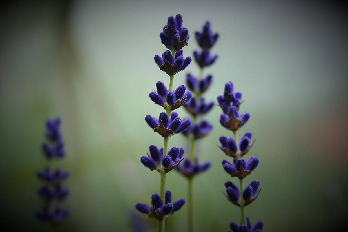 Pflanzen-Steckbrief: Der Lavendel