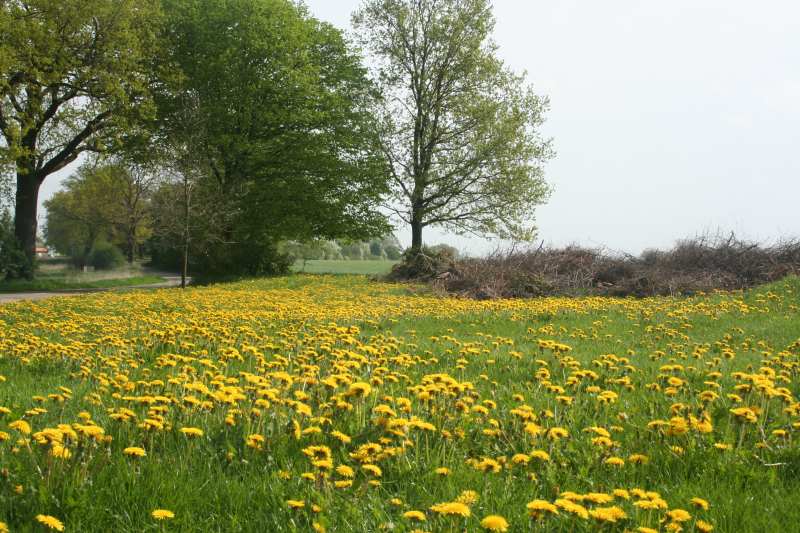 Löwenzahn als Bienenweide