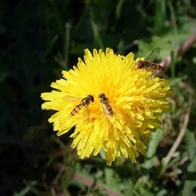 Den Löwenzahn fliegen viel Insekten an