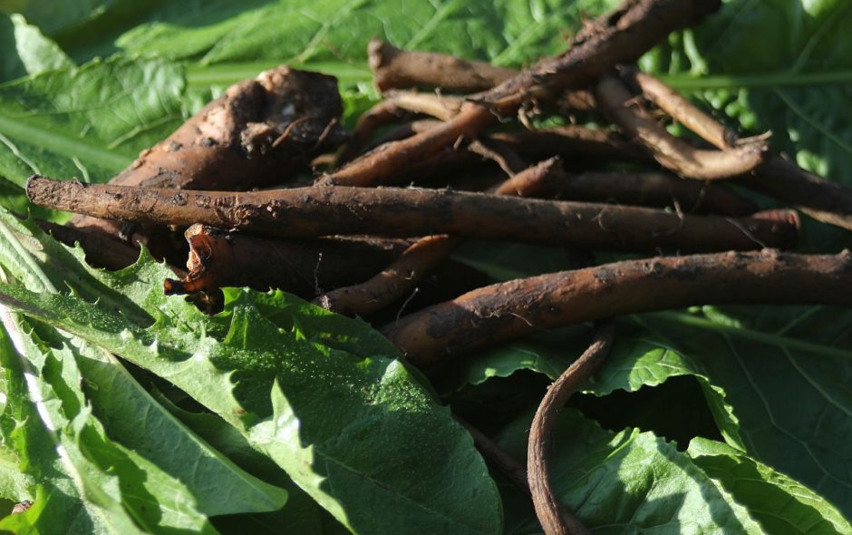 Brotaufstrich aus Löwenzahnwurzeln