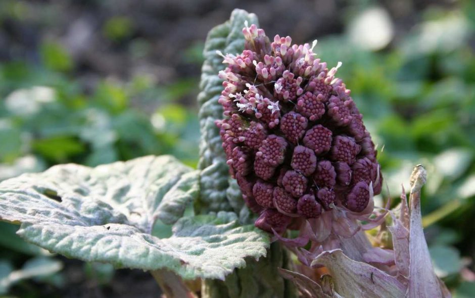 Rote Pestwurz in meinem Garten