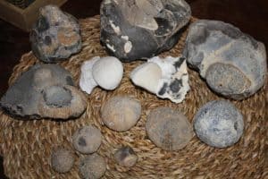 seeigel fossil