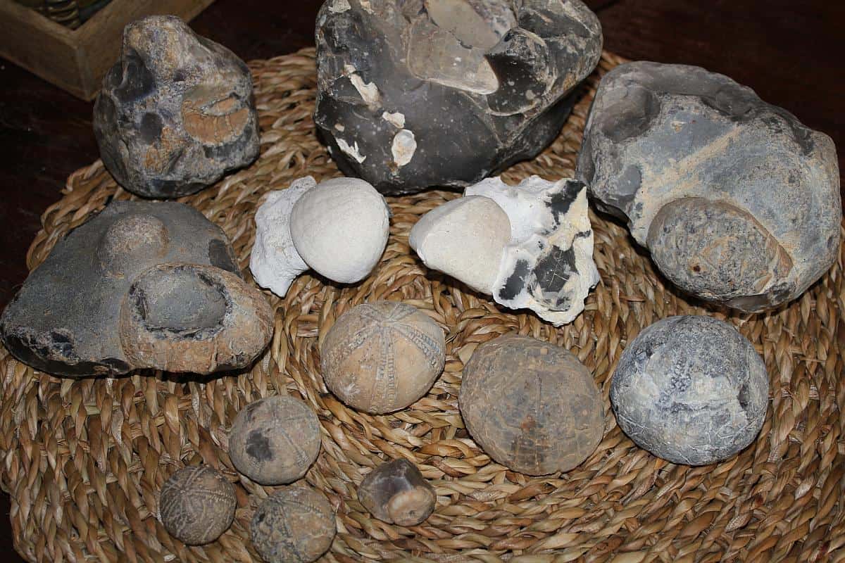 seeigel fossil