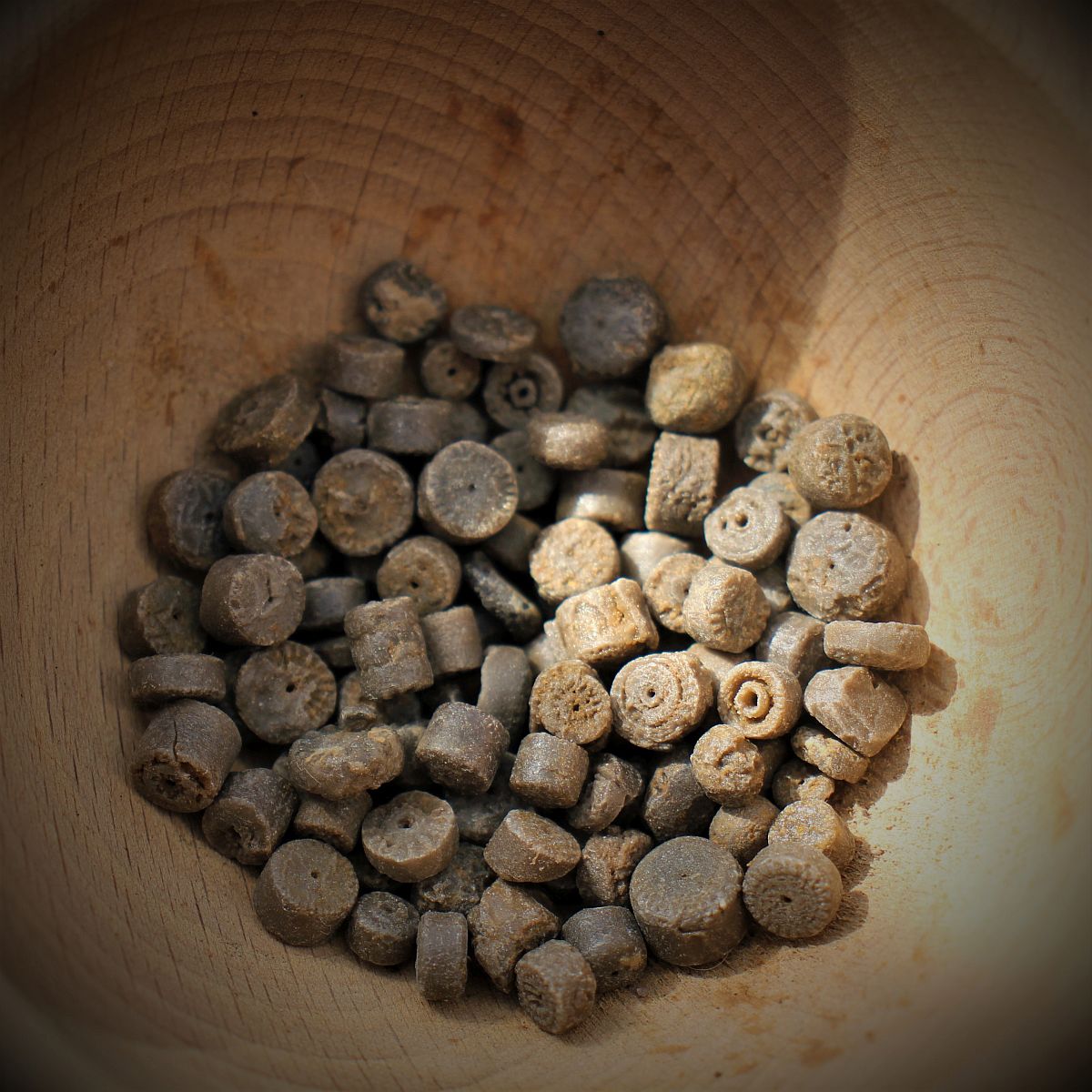 Fossile Seelilienstängel