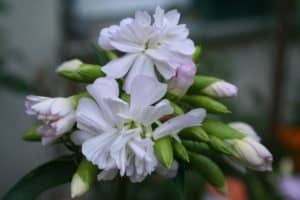 seifenkraut