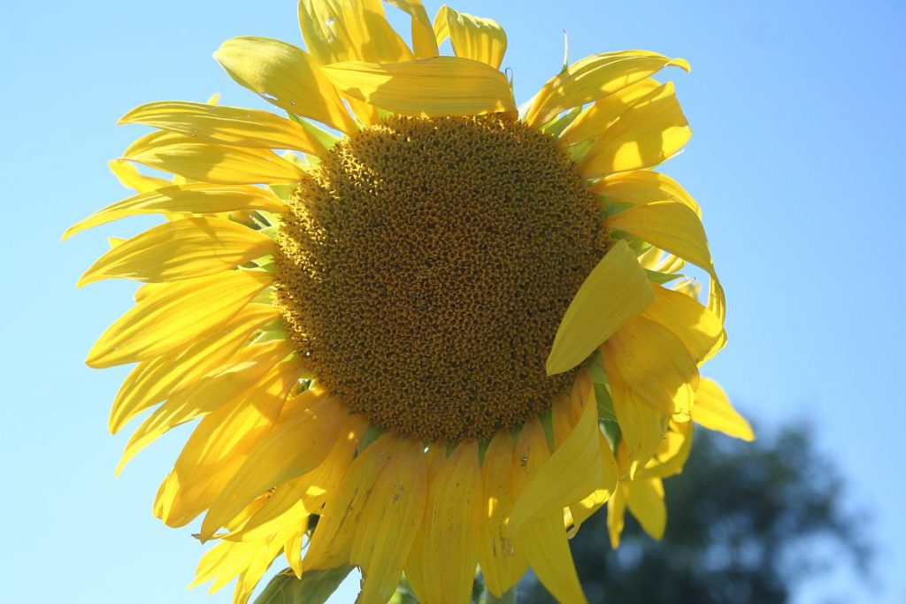 Sonnenblumenblüte
