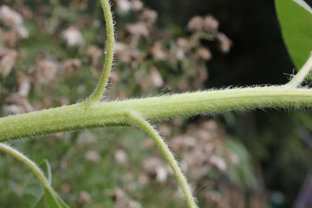 Sonnenblumenstängel