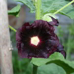 Schwarze Stockrose als Färberpflanze