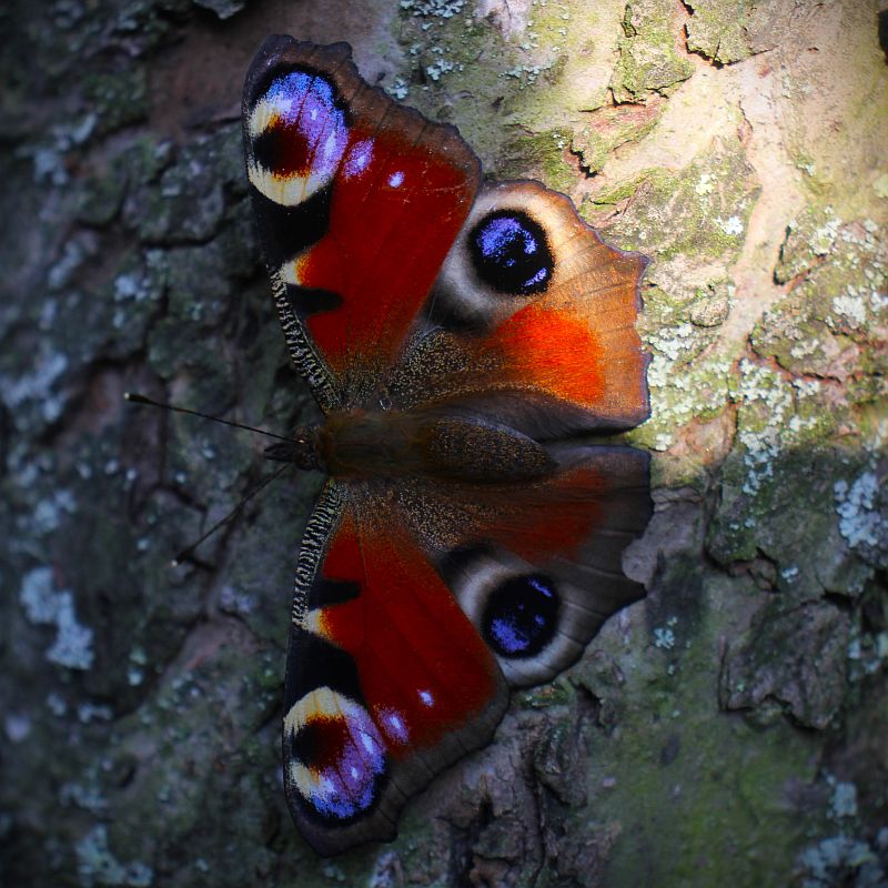 Tagpfauenauge, ein Schmetterling