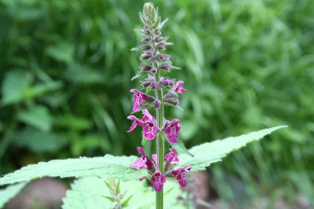 Waldziest Blüte
