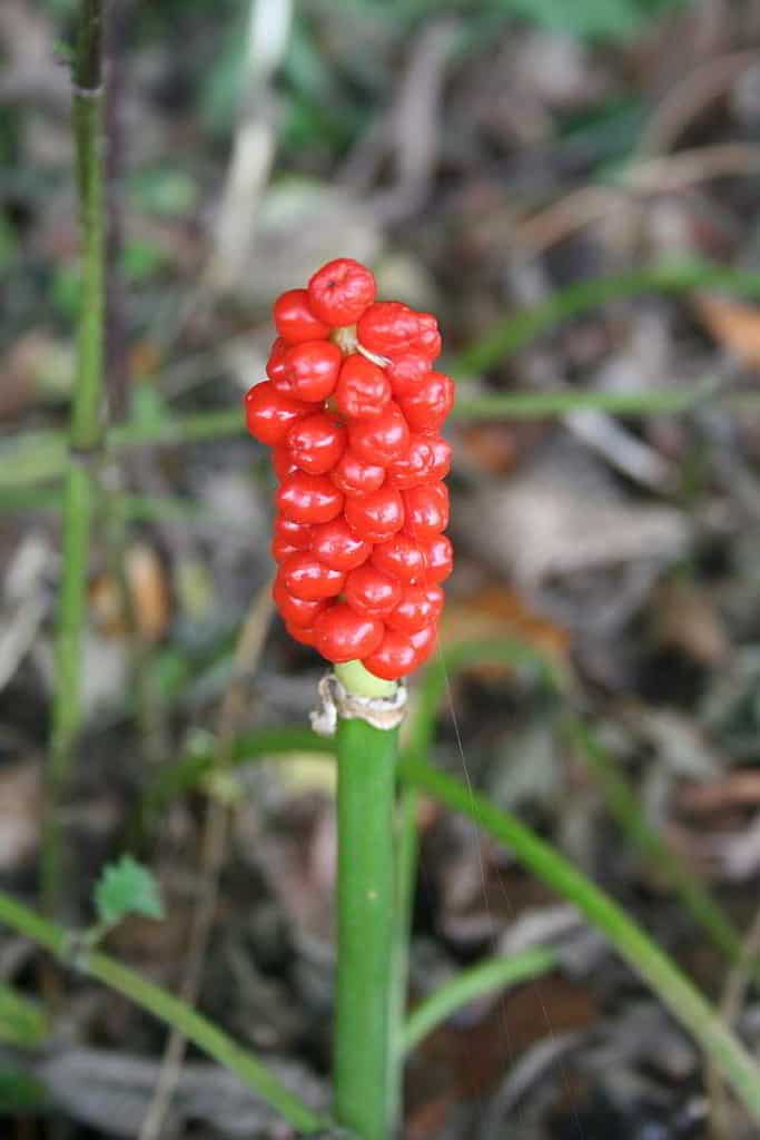 Beeren des Aronstabs