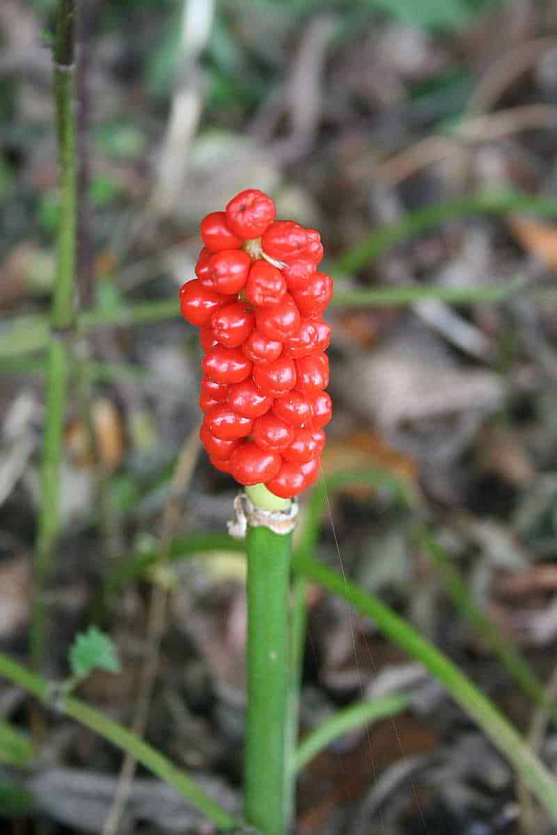 Beeren des Aronstabs