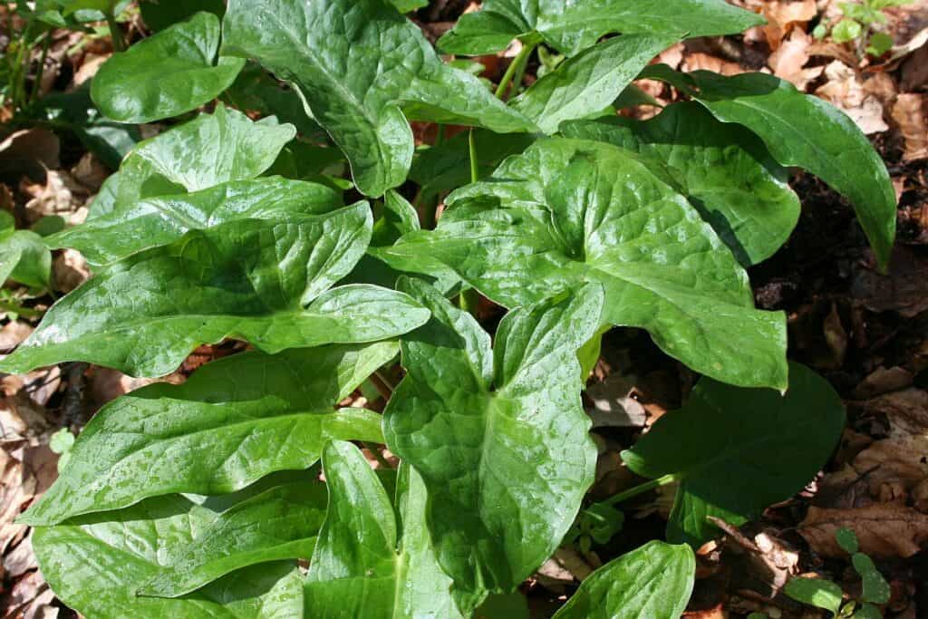 Pflanzen-Steckbrief: Der Aronstab