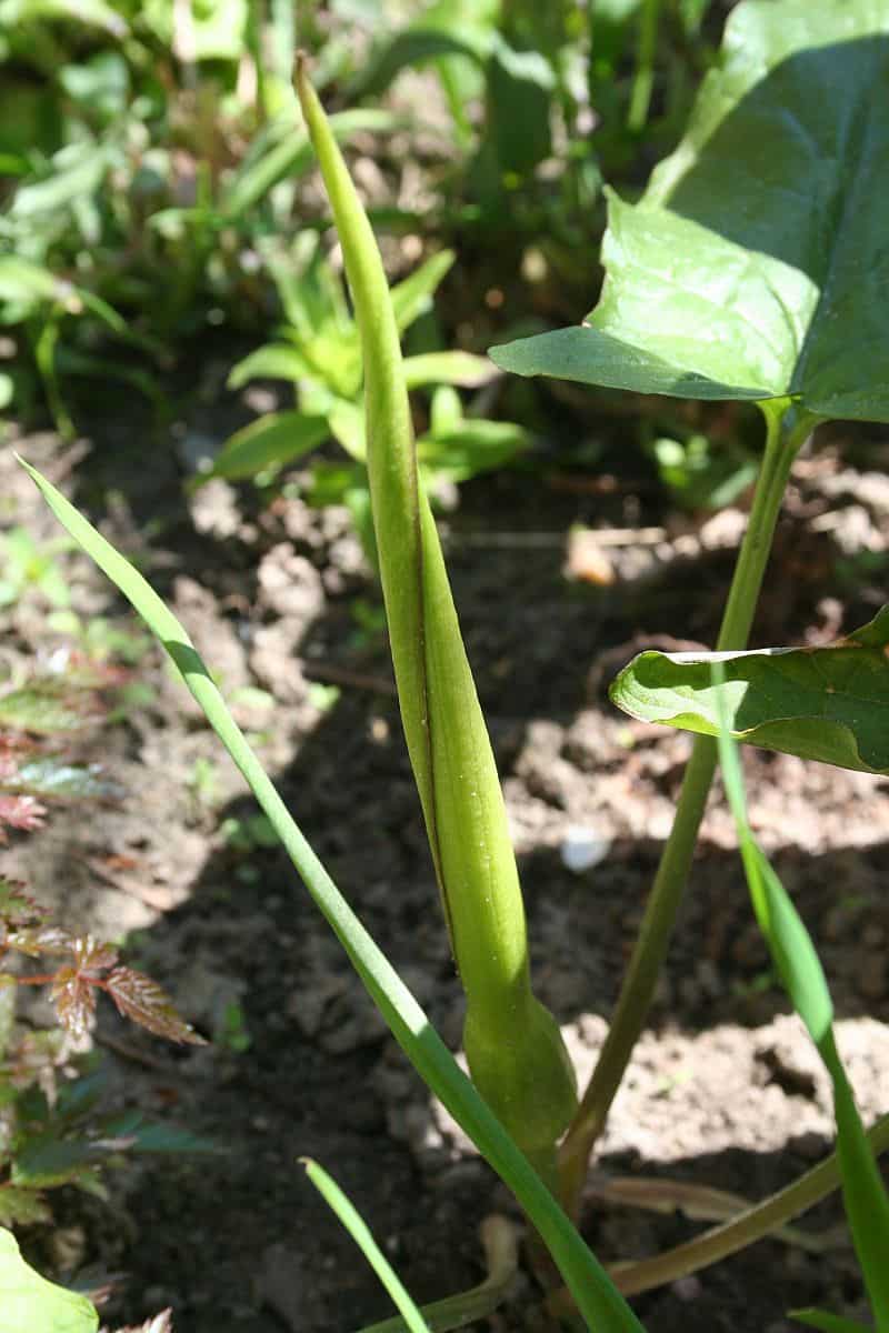 Aronstabblüte