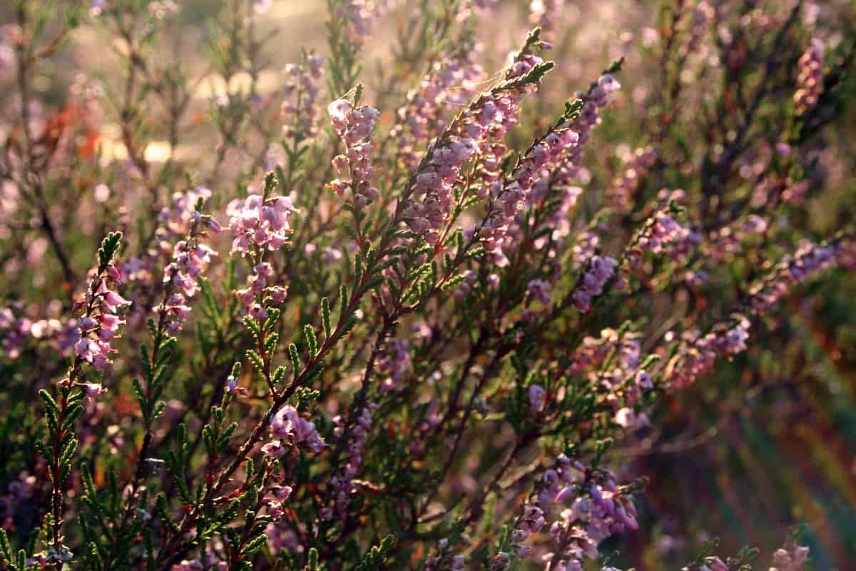 Pflanzen-Steckbrief: Die Besenheide