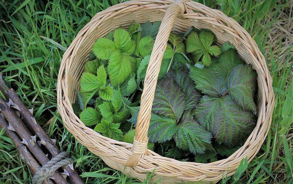 Frische Brombeerblätter