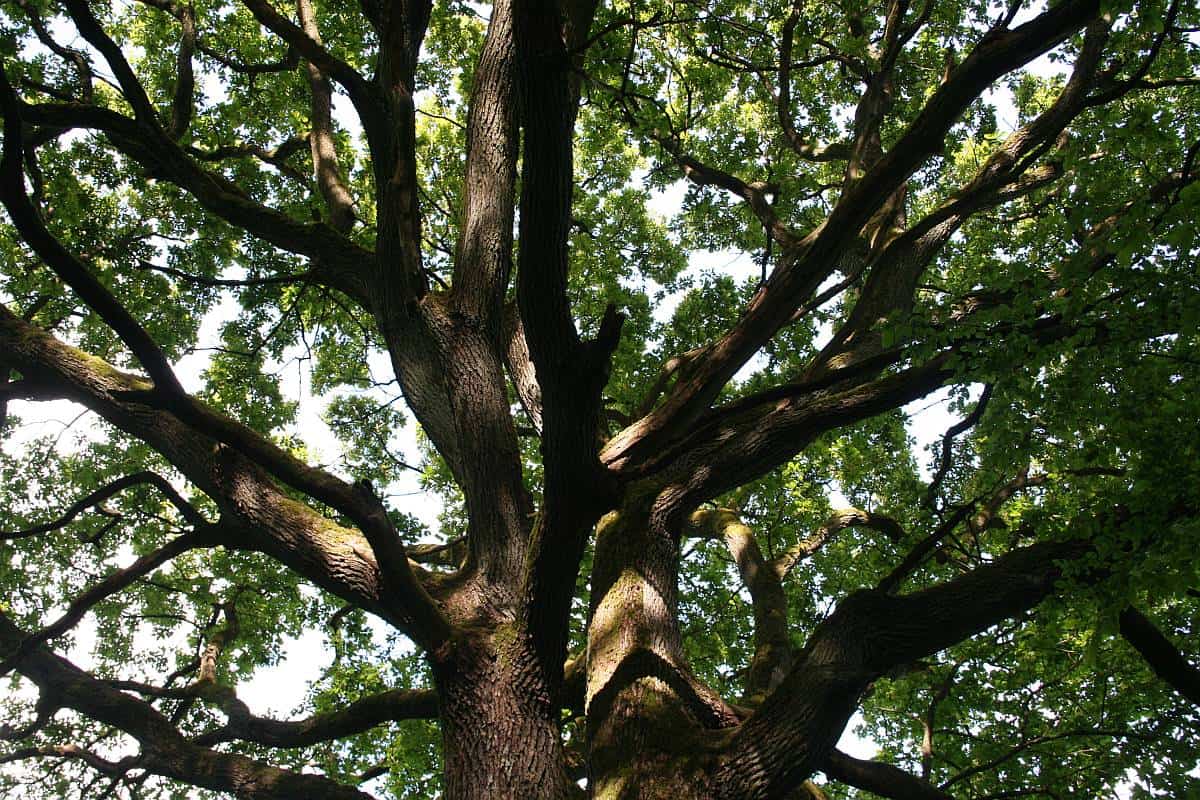 Die Eiche: Donars Baum, Eichel-Amulett & Pflanzenmagie