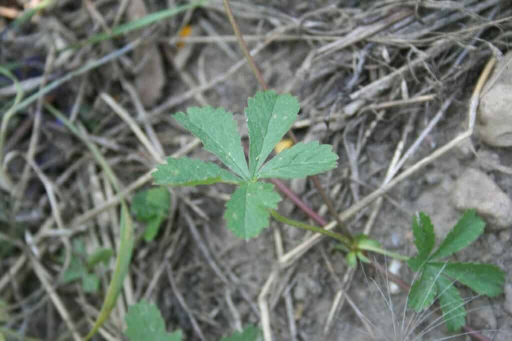 Blatt des Fünffingerkrauts