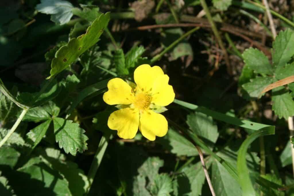 Blüte des Fünffingerkrauts