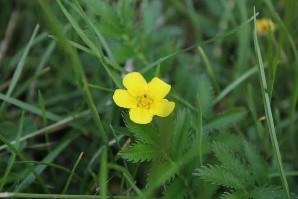 Blüte des Gänsefingerkrauts