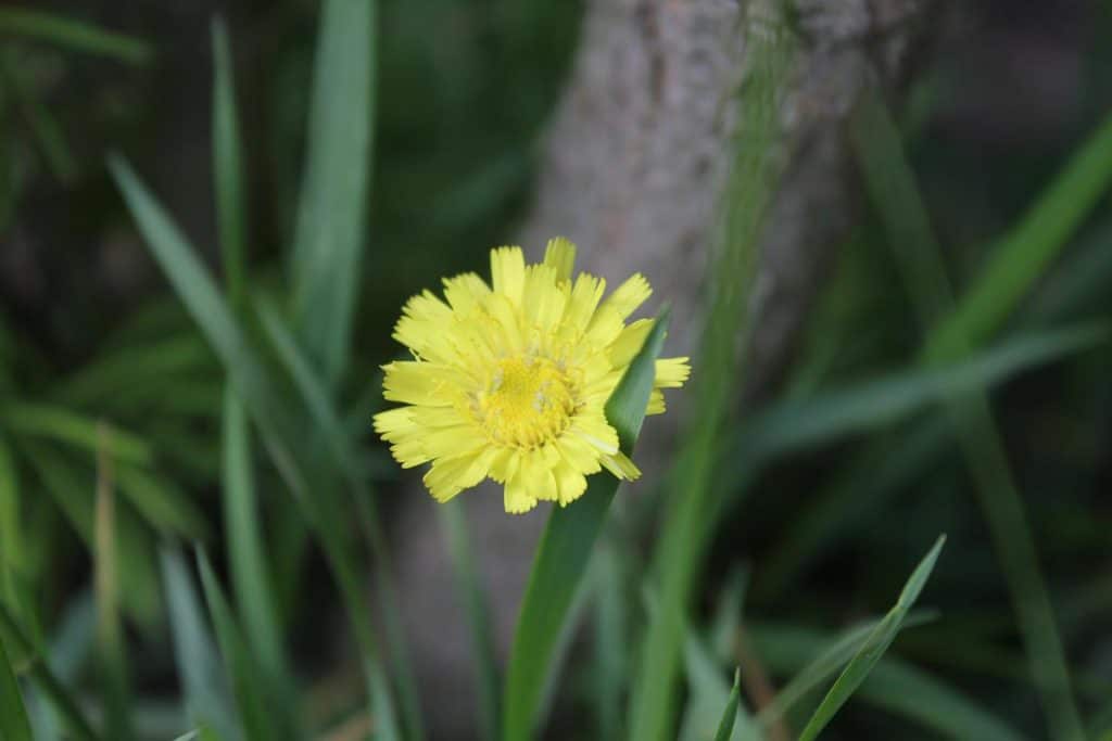 Habichtskrautblüte