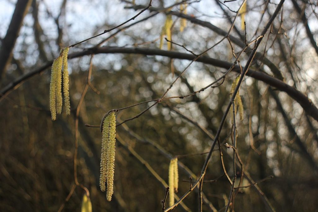 Haselkätzchen