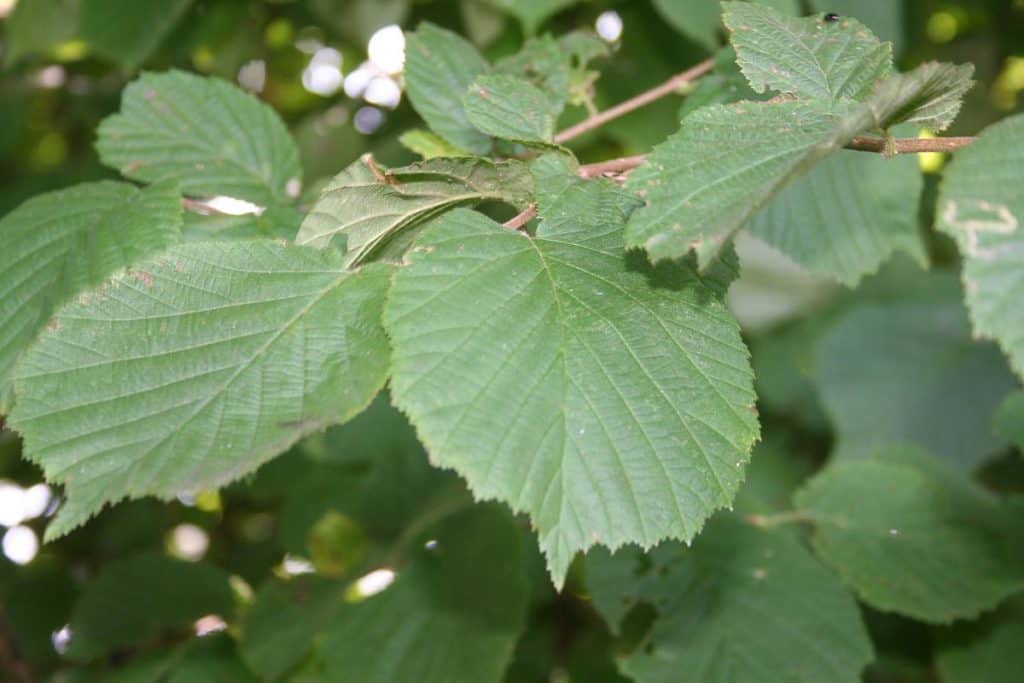 Das Blatt der Gemeinen Hasel