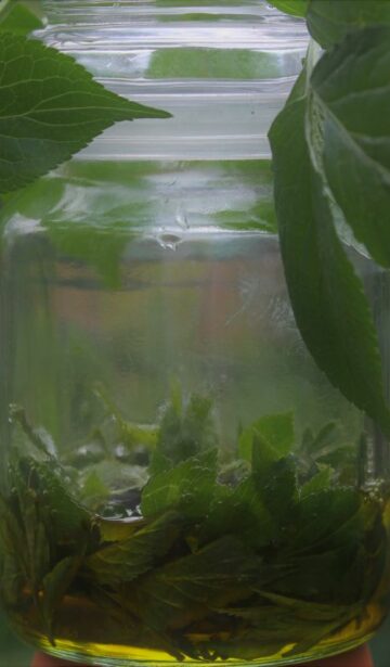 Grünes Holunder-Öl gegen Insektenstiche