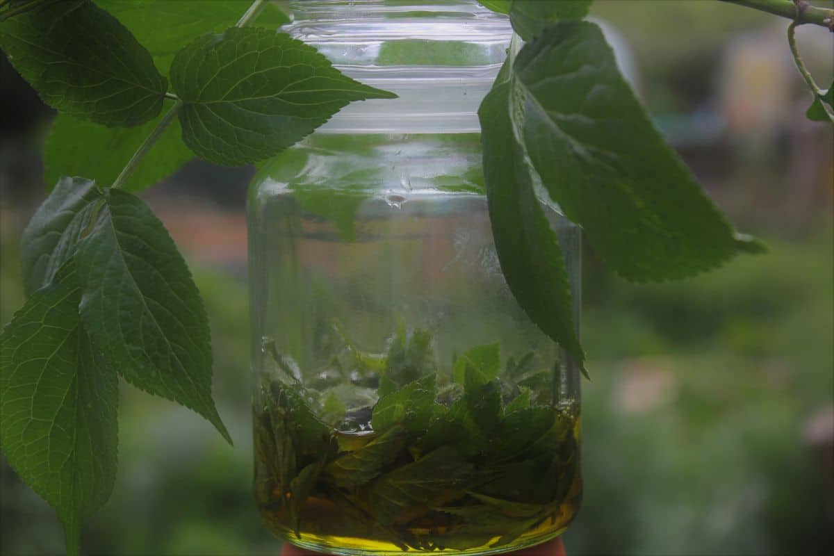 Grünes Holunder-Öl gegen Insektenstiche