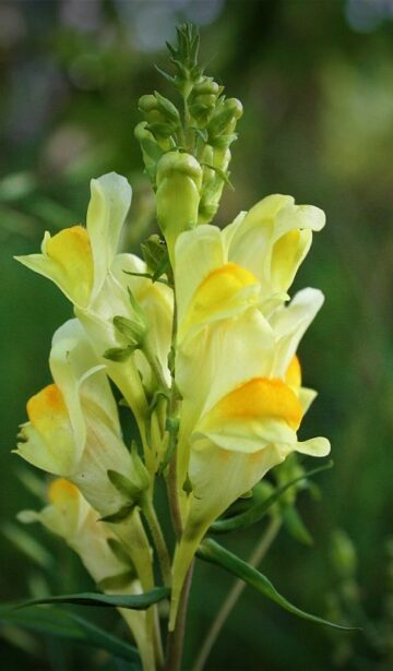 Das Gewöhnliche Leinkraut