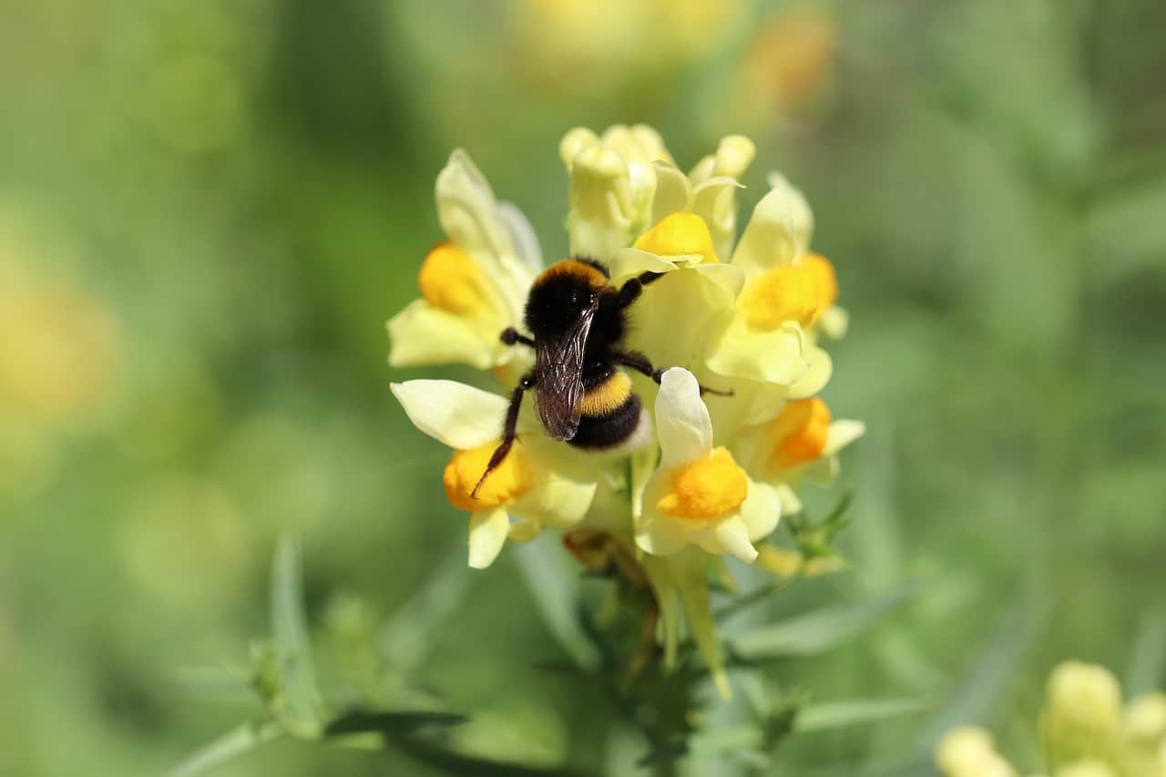 Ein Leinkraut mit Hummel