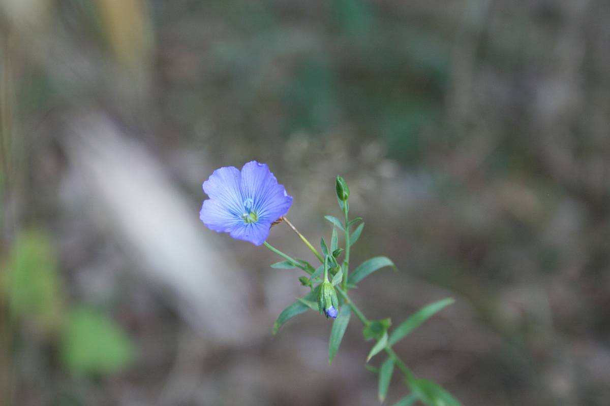 Der Lein