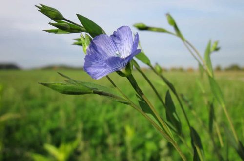 Pflanzen-Steckbrief: Der Lein