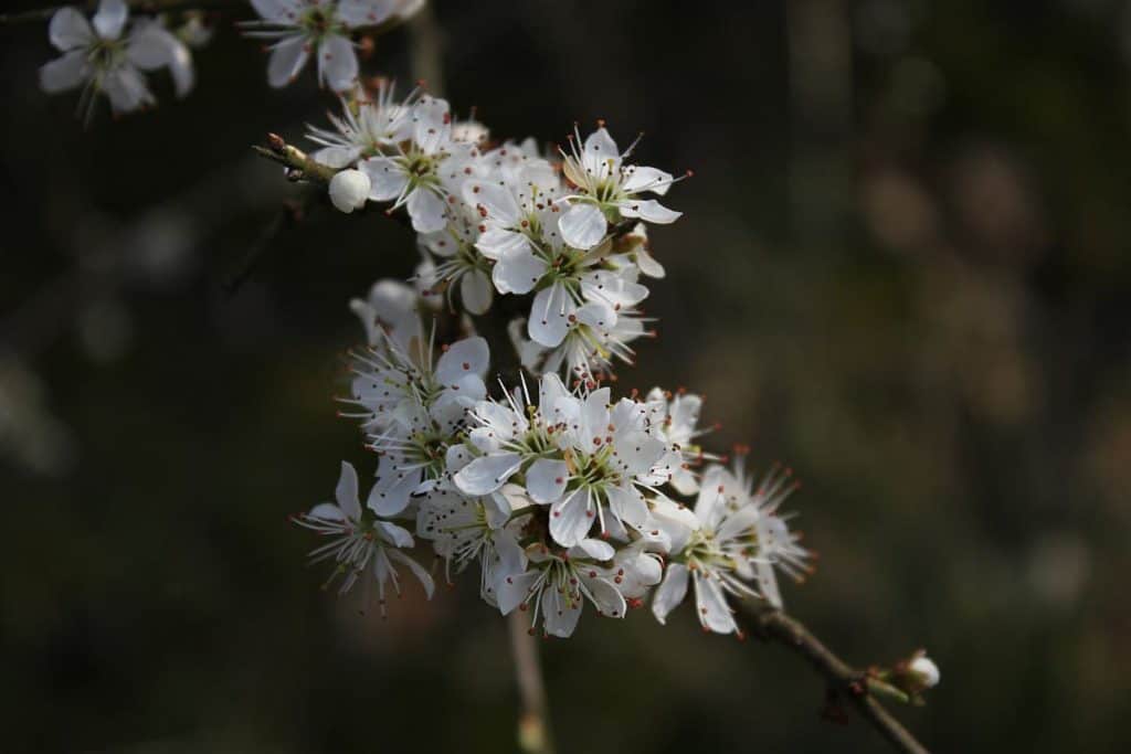 Schlehenblüten verwechseln mit Weissdornblüten