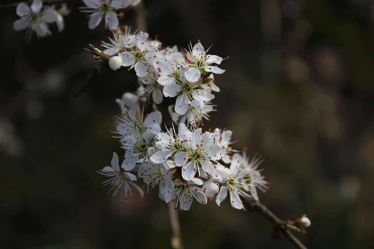 Schlehenblüten verwechseln mit Weissdornblüten