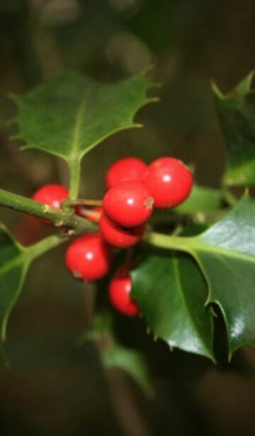 Beeren der Stechpalme