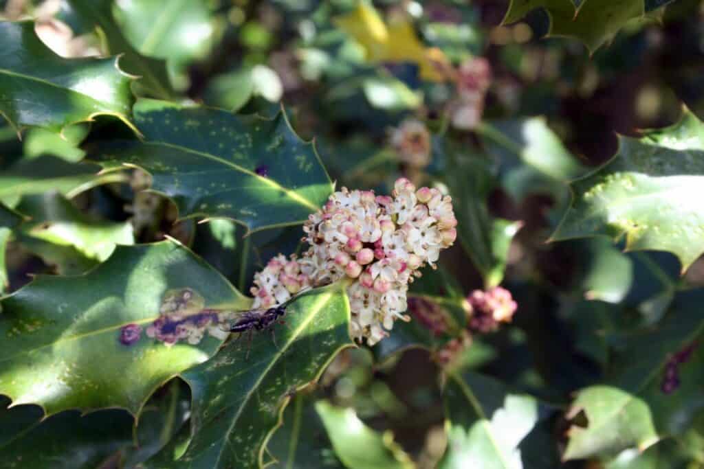 Blüten der Stechpalme