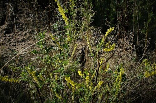 Pflanzen-Steckbrief: Der Gelbe Steinklee