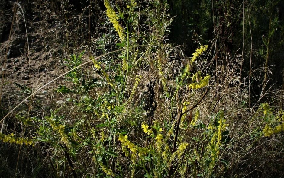 Der Gelbe Steinklee in der Natur