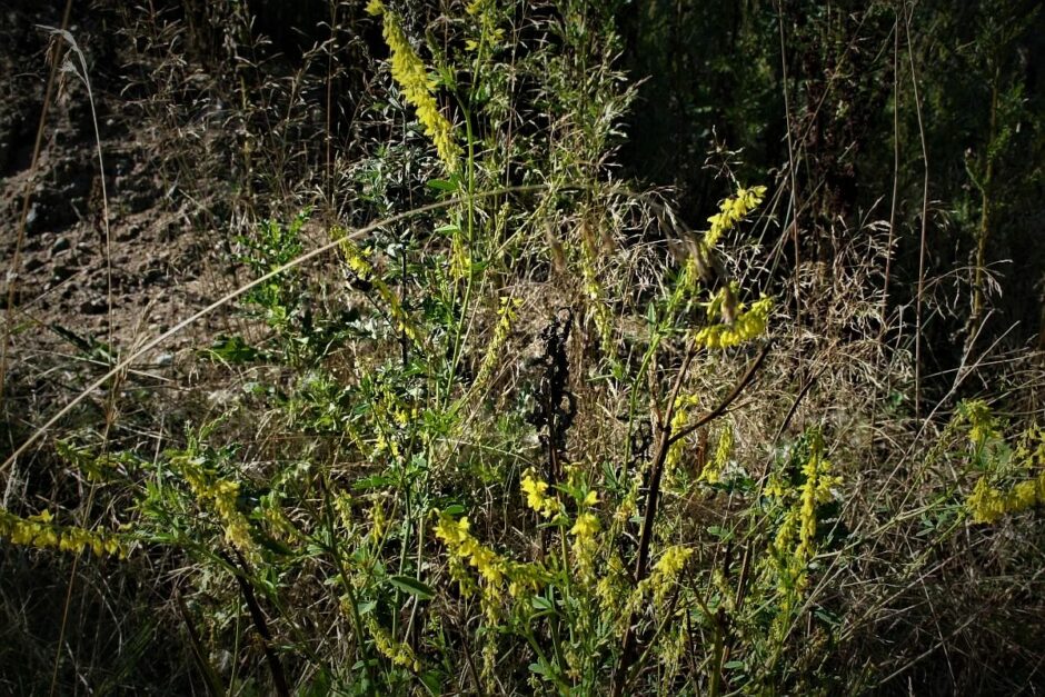 Der Gelbe Steinklee in der Natur