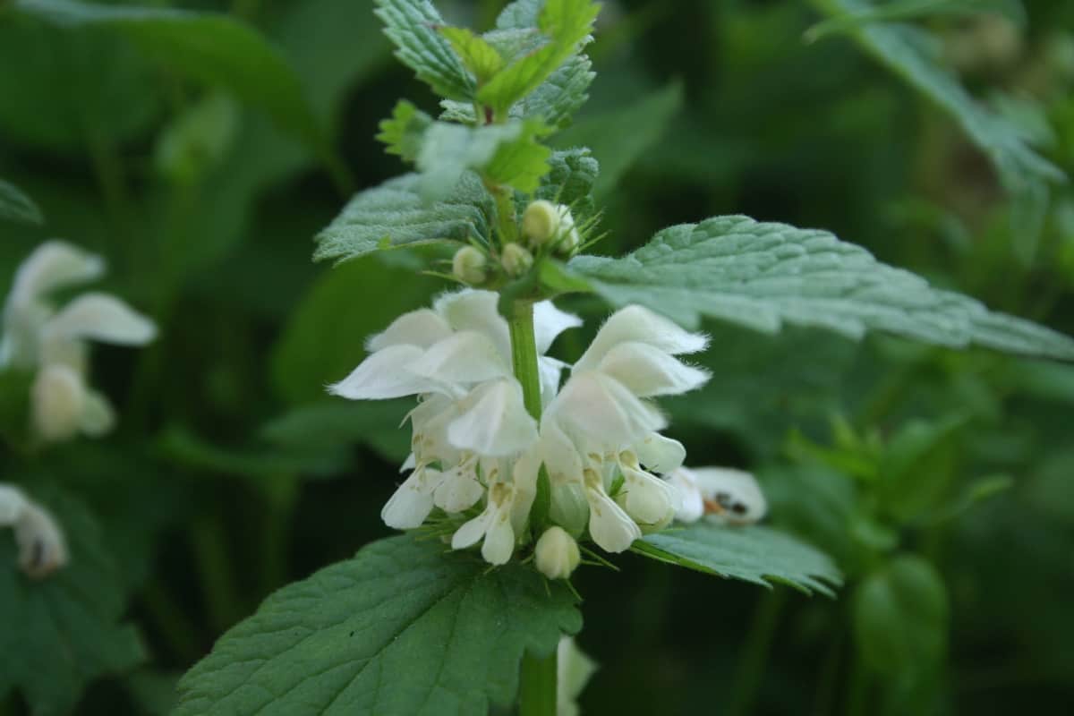 Weisse Taubnessel