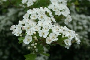 (Weissdornblüten)